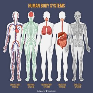 Source: https://www.freepik.com/free-vector/human-body-system-collection_840099.htm
